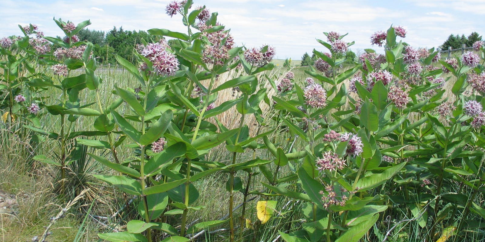 Showy Milkweed has many uses