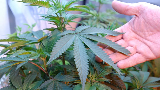 The state Court of Appeals ruling said the 2012 bill expanding the medical-marijuana ban to college campuses violated the Arizona Constitution's protections for voter-approved laws.