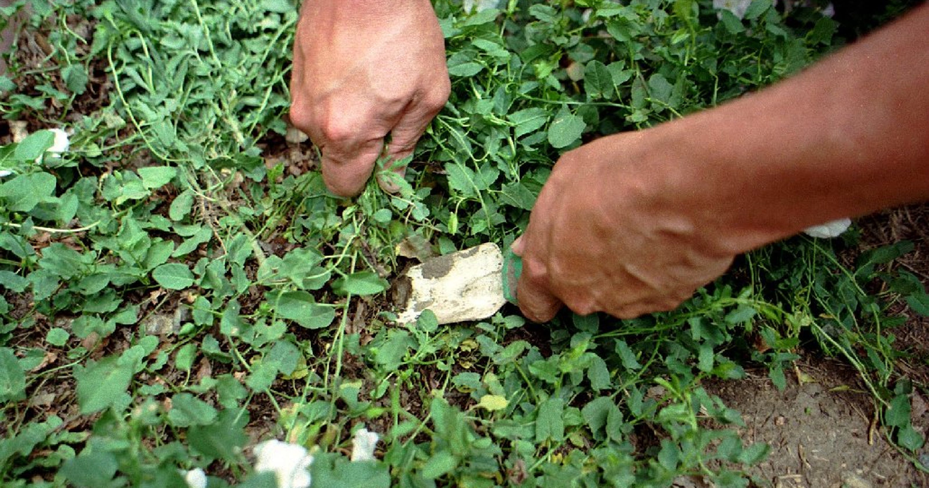 Gardening Q&A How do I control prolific bindweed?