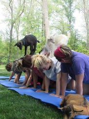 Goat yoga participants line up for the goat walk.