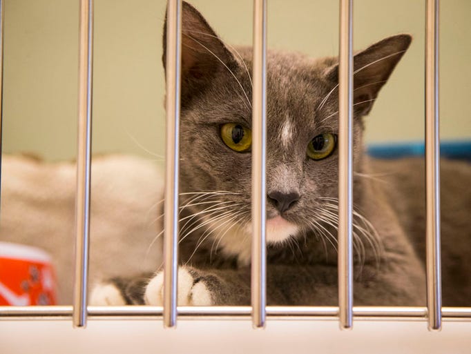15 Photos Cats And Kittens At The Animal Rescue League