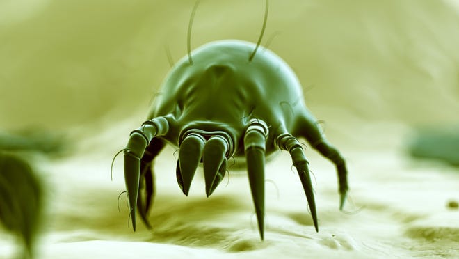 There’s a new tool to help fight dust mites. The U.S. Food and Drug Administration approved a drug called Odactra for adults, ages 18 to 65, who are allergic to house dust mites.