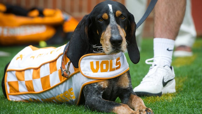 Smokey sits on the sidelines during the Orange & White game in Neyland Stadium on Saturday, April 22, 2017.