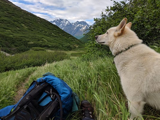 Amelia Milling credits husky Nanook with heroic rescue