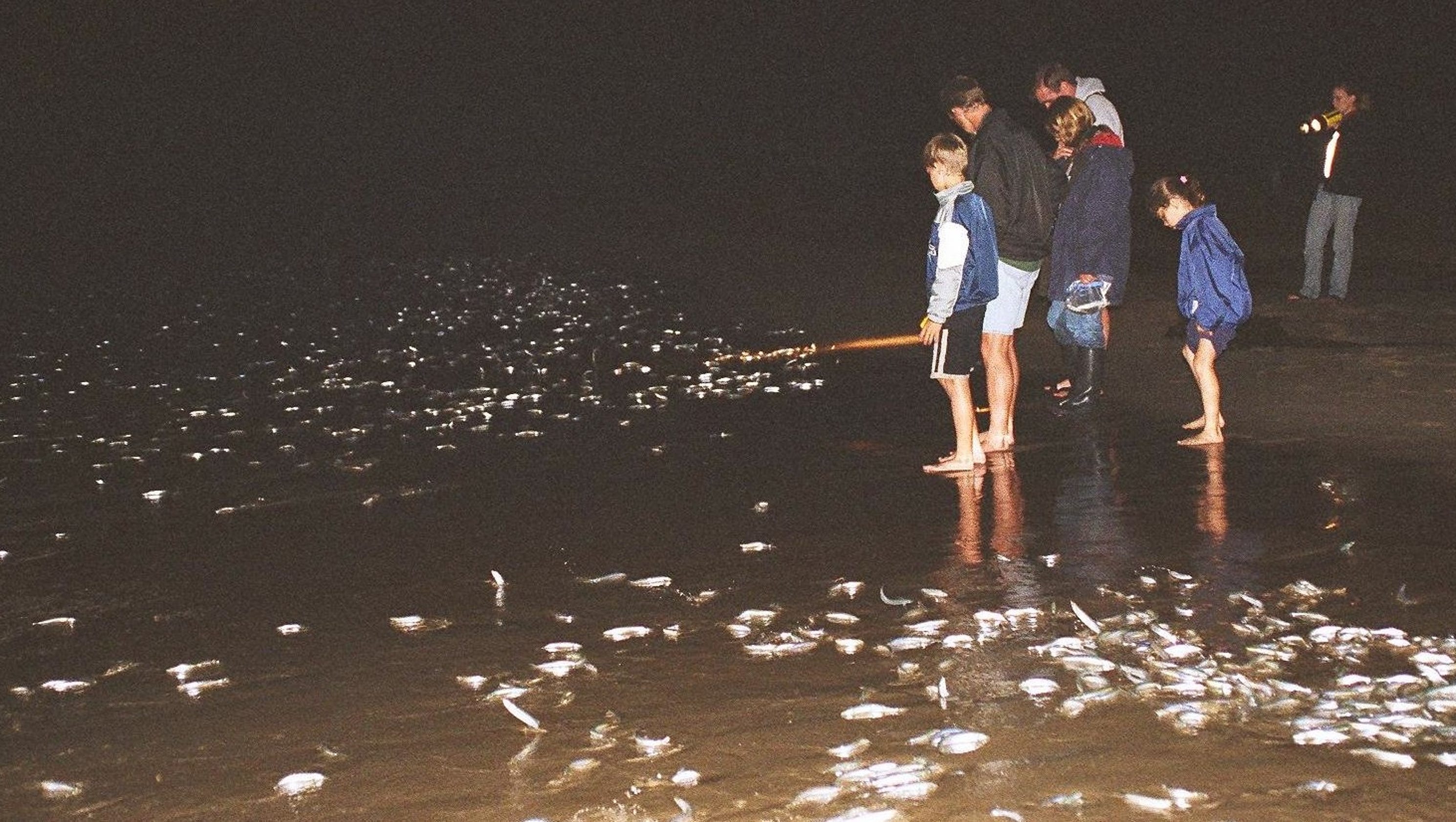 It's grunion run time on the Southern California coast