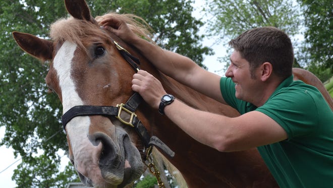 Dr. Adam Pendleton uses a needle hub, held here in his right hand, to identify problem areas through acupuncture on Dewey, a draft horse. Pendleton’s training in acupuncture was paid for in part by a scholarship from the Ottawa County Community Foundation.