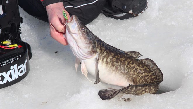 A burbot is landed by an ice fisherman. The species, also known as eelpout and lawyer, is a top predator fish and is native to Wisconsin waters and the Great Lakes.