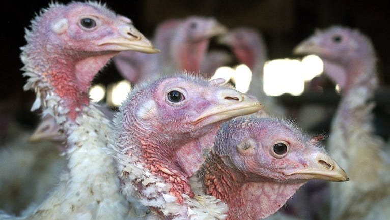 Usda  Deadly Bird Flu Virus Found In Iowa