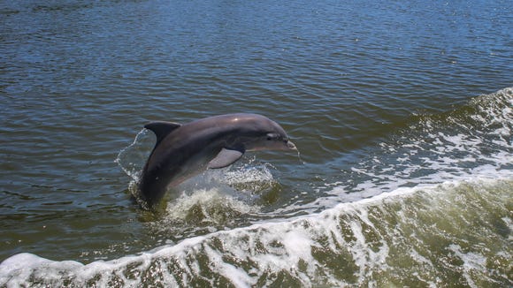 One of the playful dolphins who followed our Good Natured