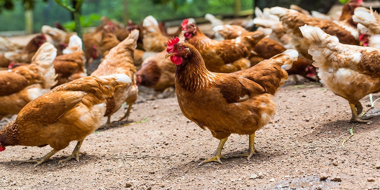 The Fowl Politics Of Backyard Chickens