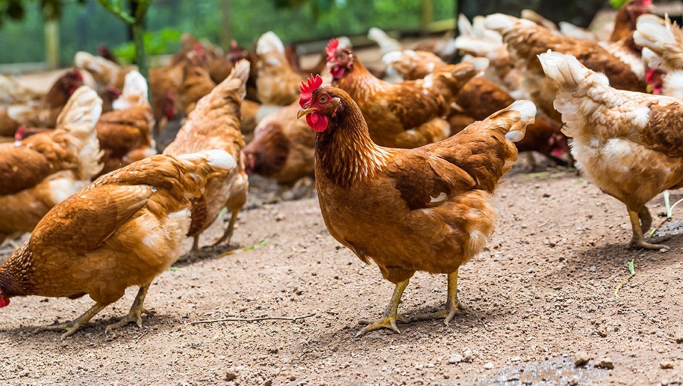 The fowl politics of backyard chickens