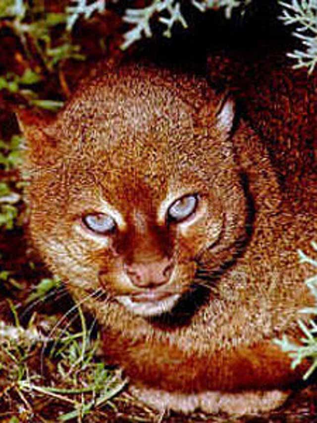 Jaguarundi Sightings North Of Ruidoso