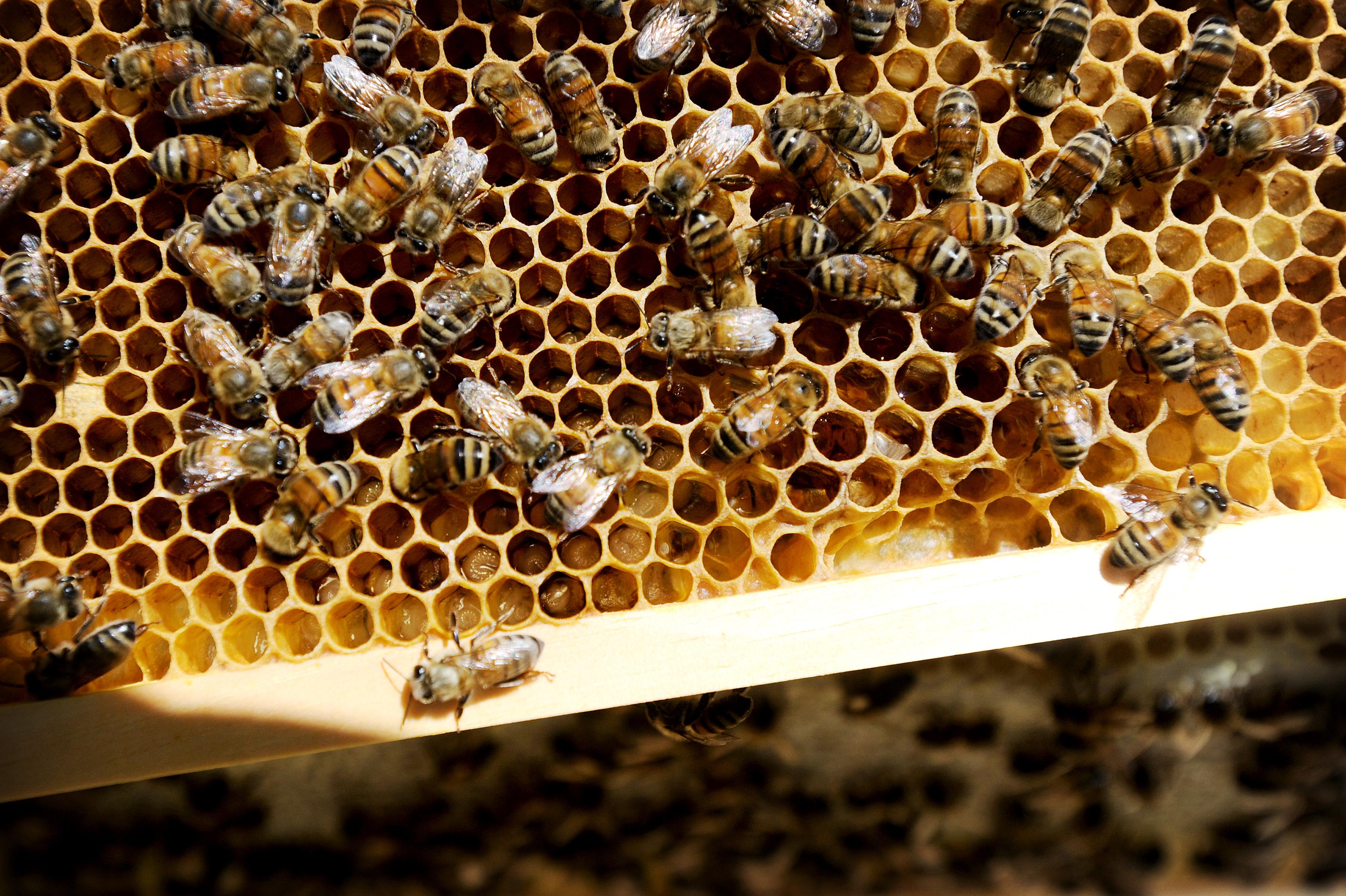 Пчелосемьями купить краснодарский. Пчеломатки белый фон. Пчёлы купить цена. Продажа пчел в Краснодарском. В чем продается пчелы.