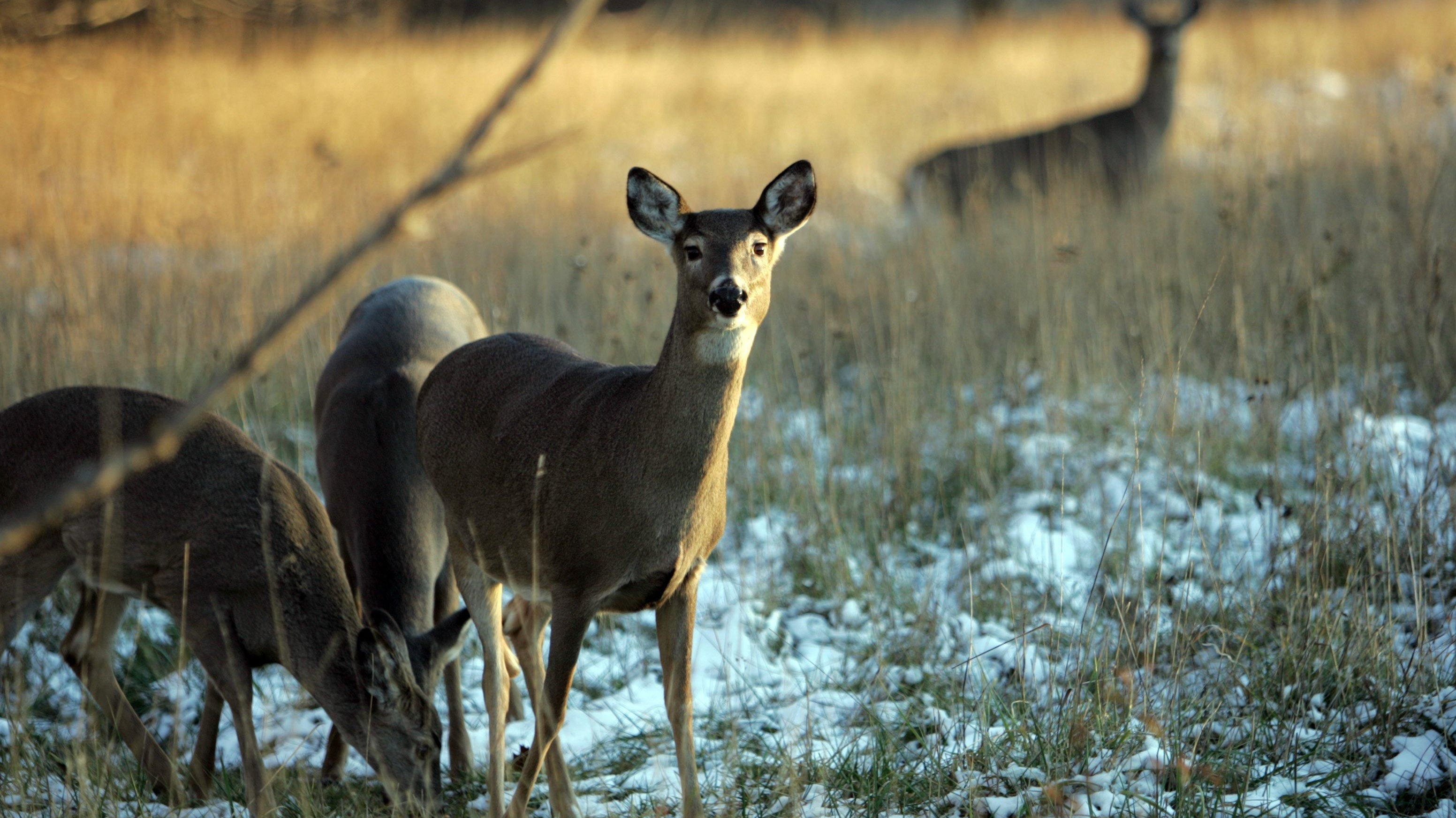 Recent trends in Ohio deer numbers are about to collide with spread of ...