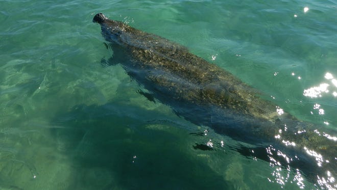 This manatee appears on a sunny day in Jupiter area waters recently.