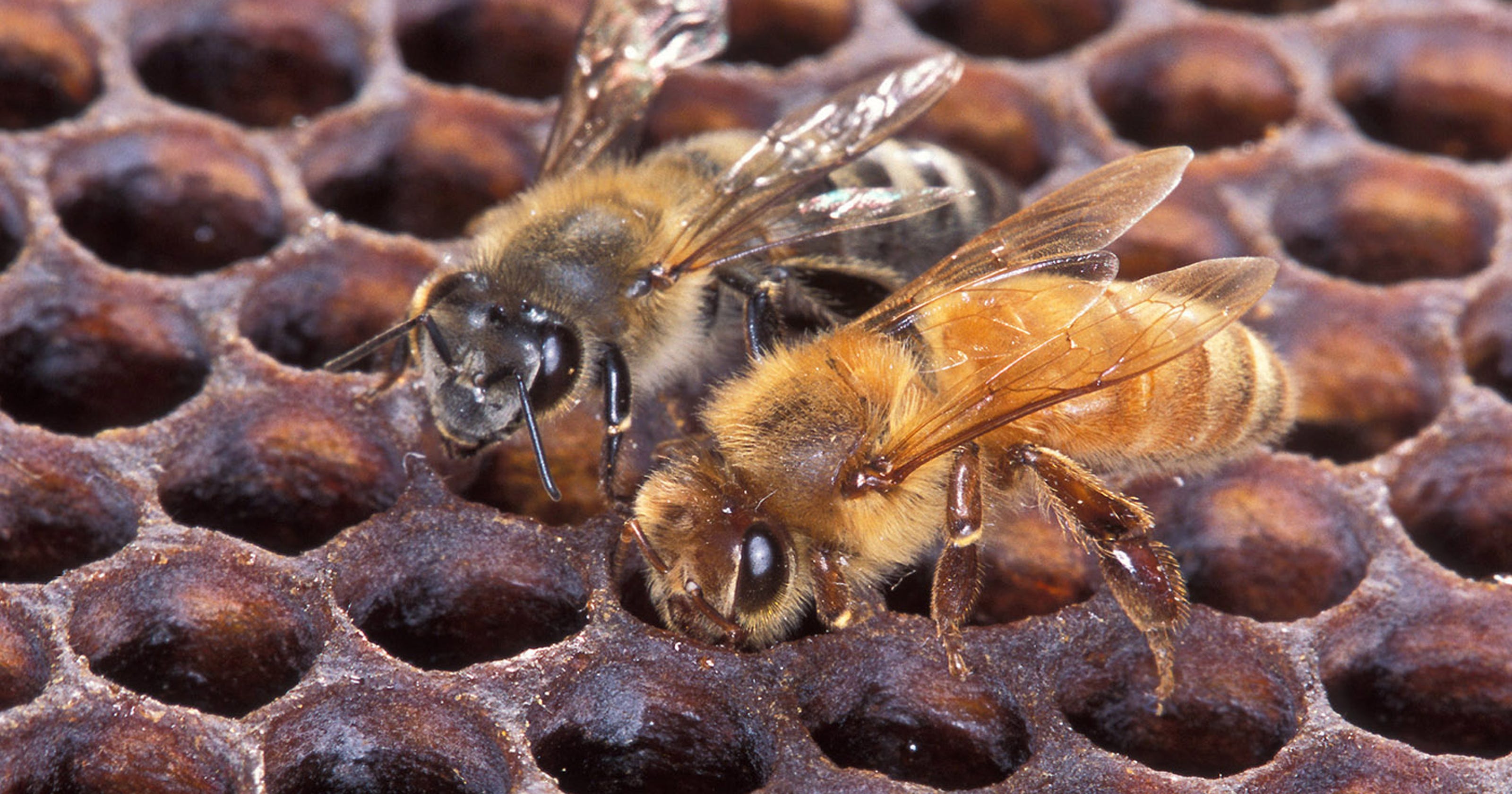 5 Things To Know About Killer Bees
