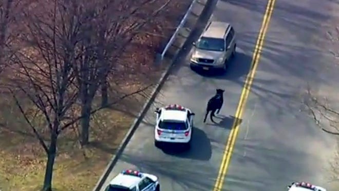 A bull that escaped from a local slaughter house is pursued by police in New York. Police corralled the bull in a backyard in the Queens borough of New York, after a two-hour chase that continued even after the bull's hide was studded with tranquilizer darts.