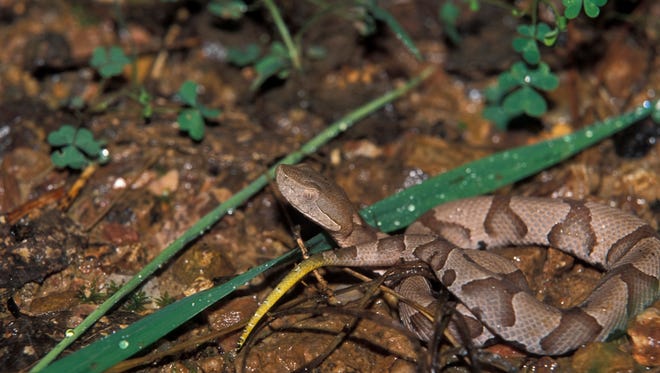 A young copperhead with a yellow-green tail.