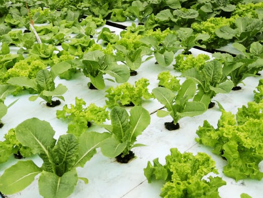 Lakeland students building aquaponics facility in Malawi