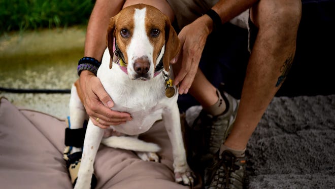 Sadie, an American foxhound, went missing from West Virginia hunt club in 2014 and ended up caught in a coyote trap in Broome County, NY, in 2017. Sadie was adopted by Chenango dog control officer Linda Hamilton, who took the injured dog to Cornell University Hospital for Animals, where she was fitted with a prosthetic leg. 