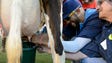 Tampa Bay Rays pitcher David Price milks a cow during