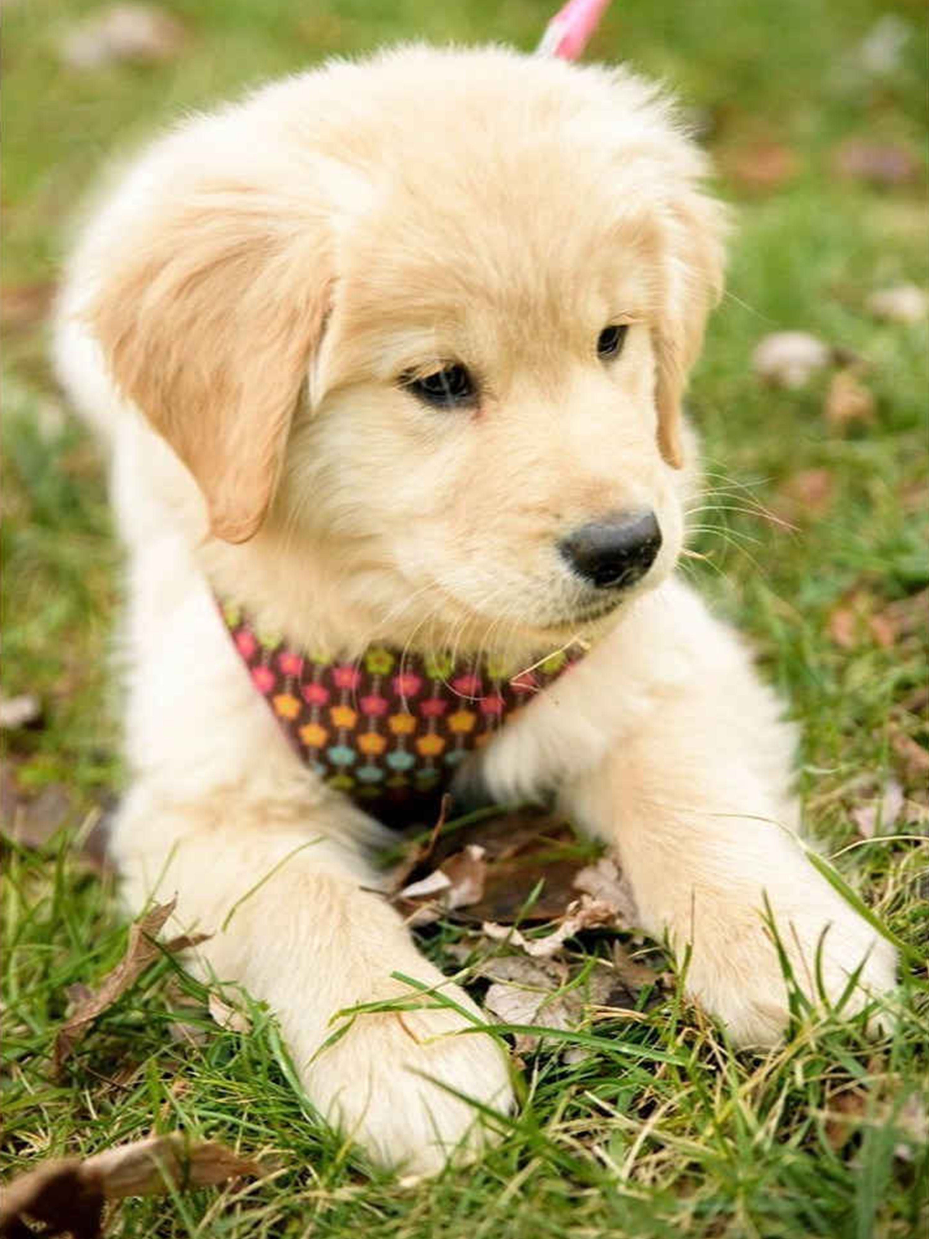 Hospital Hires Full Time Comfort Dog