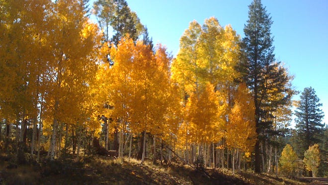 Fall colors near Big Lake on Fort Apache Reservation.
