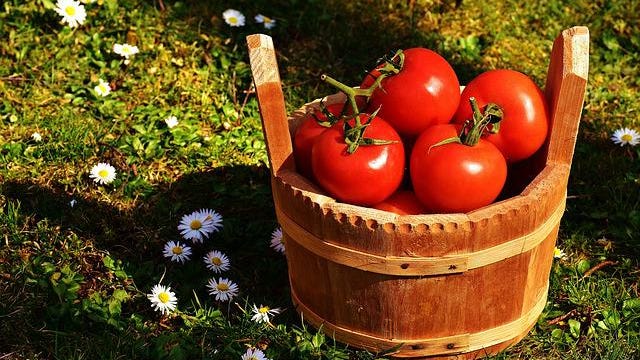Tomato season