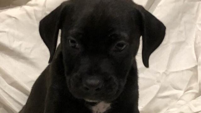 Bobbie Joe, an 8-week-old puppy was stolen from the kennels at Peggy Adams Animal Rescue League Thursday evening. The League is offering a reward for any information leading to the puppy's whereabouts.