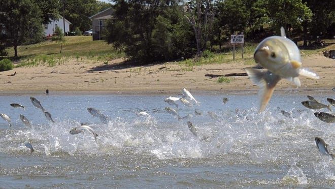 In this 2012 photo, Asian carp jolted by an electric current from a research boat leap from the Illinois River near Havana.