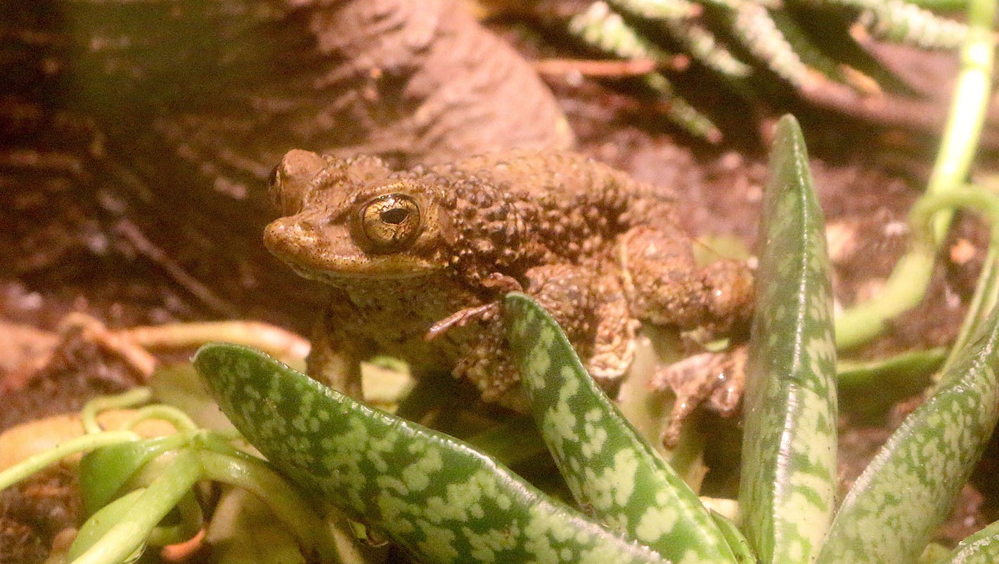 Detroit Zoo sending 5,600 tadpoles to permanent vacation in Puerto Rico Detroit Zoo sending 5,600 tadpoles to permanent vacation in Puerto Rico