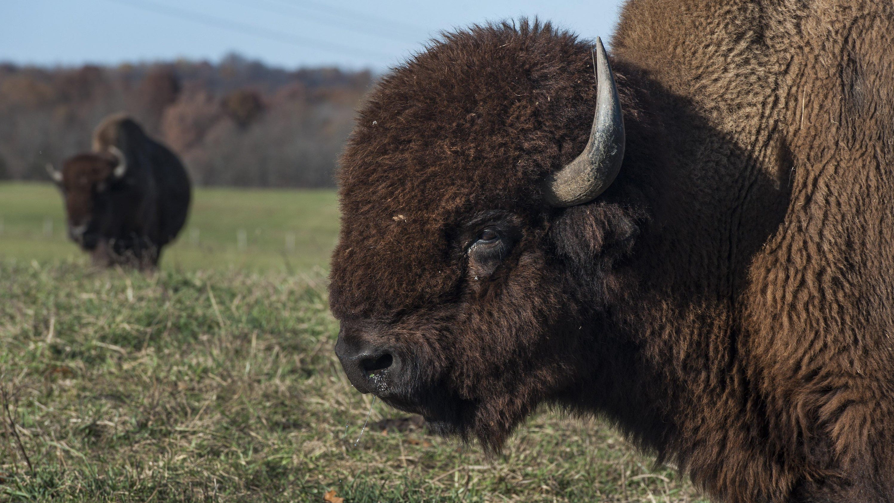 Southern Indiana bison rancher learning on the job