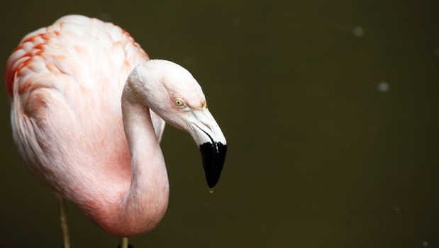 A Chilean flamingo