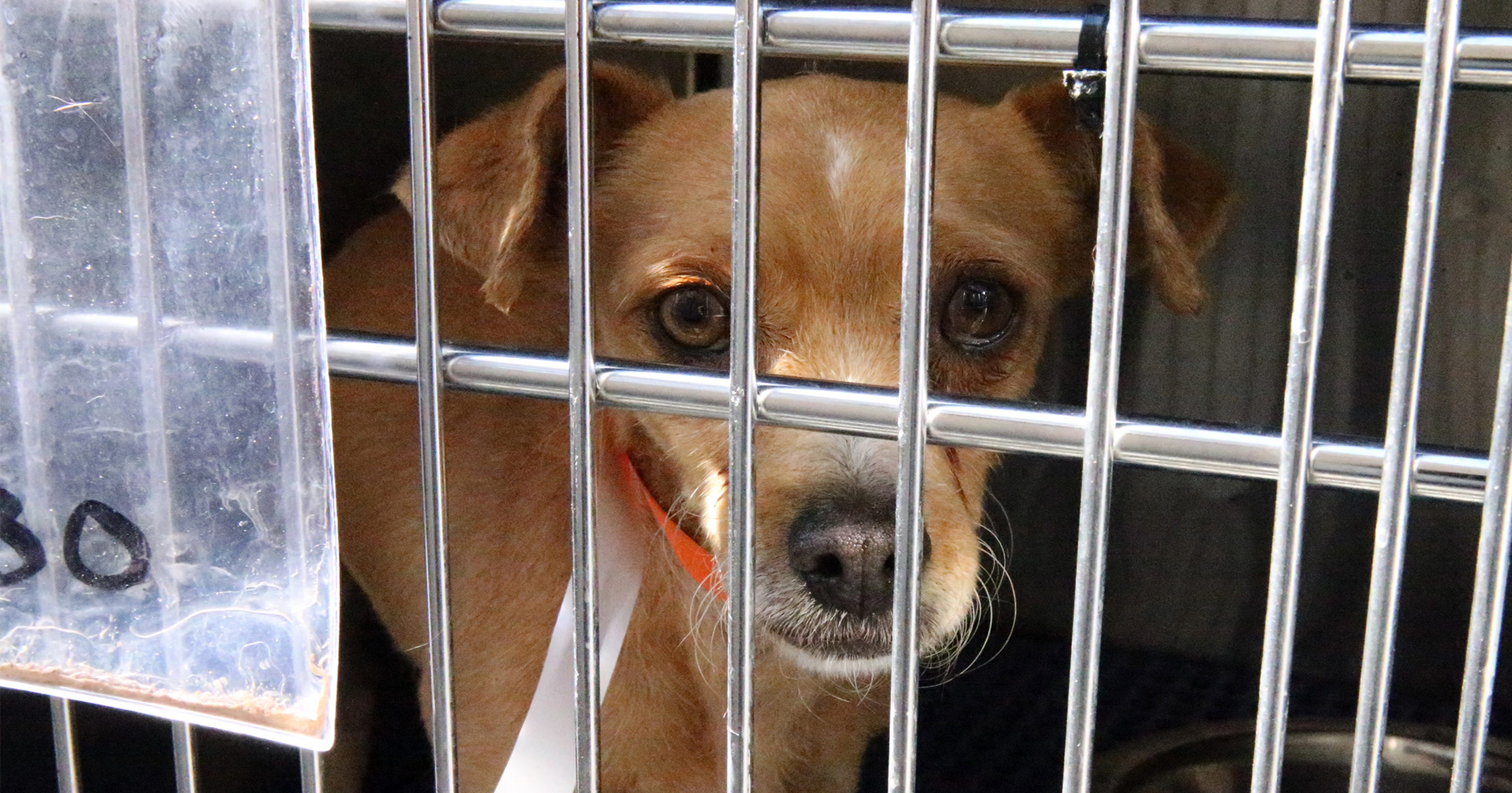 Disease that can be transferred from dog to human confirmed in Iowa, officials say - usatoday.com thumbnail