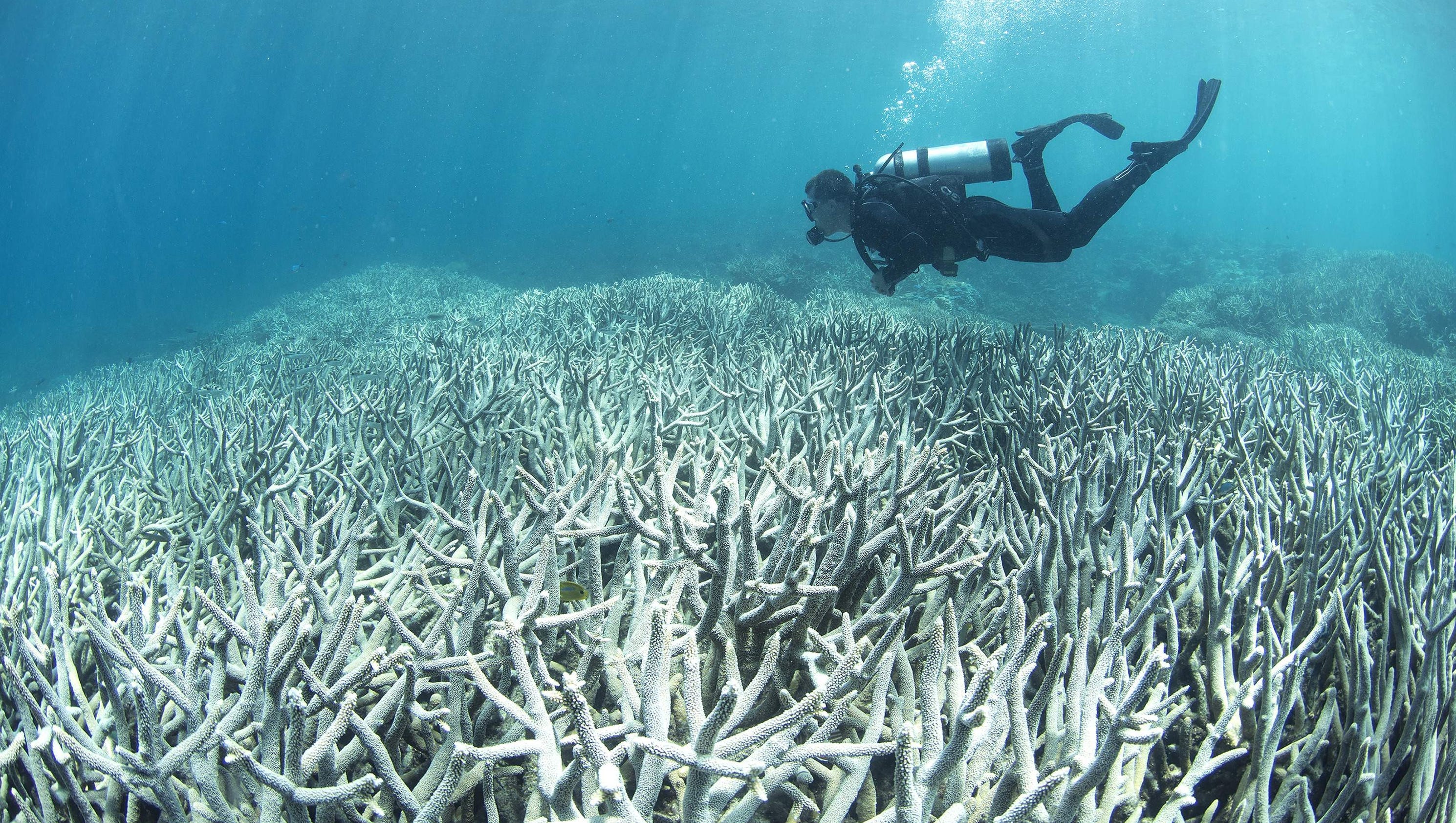 The Scubasteph Leaks And Their Global Impact