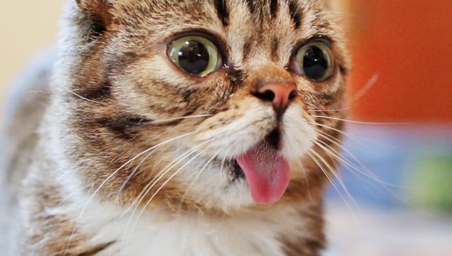 Audiences at the Internet Cat Video Festival will have the opportunity to purchase tickets for a meet-and-greet with Bloomington’s own Lil BUB.