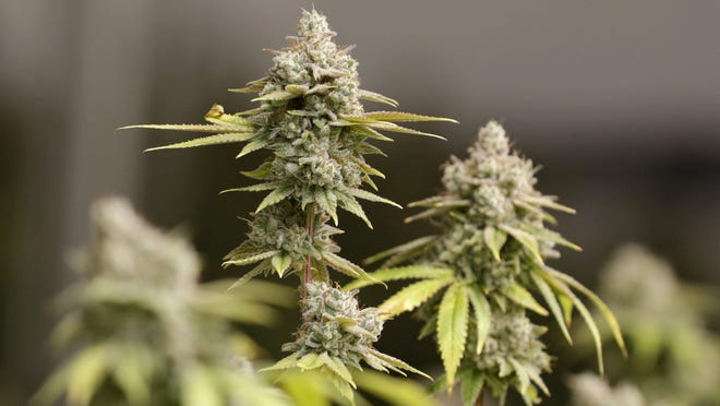 The Ohio State Medical Marijuana Program has issued a recall for some plant material products sold to Ohio dispensaries by cultivator Galenas LLC.