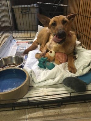 Phoenix is recovering Saturday.