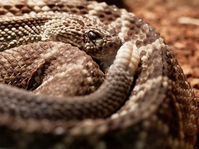Do rattlesnakes swim? One Arizona fisherman found out