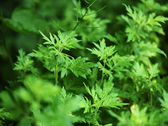 Invasive plants threaten NJ landscape