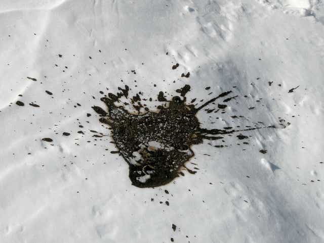 A Few Minutes With A Woman Who Collects Poop