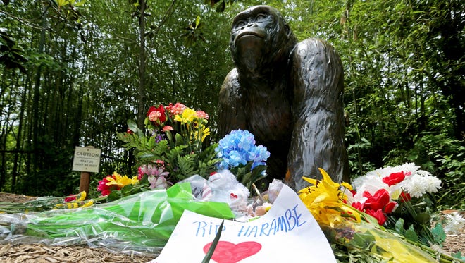 What S Next In Harambe Investigation