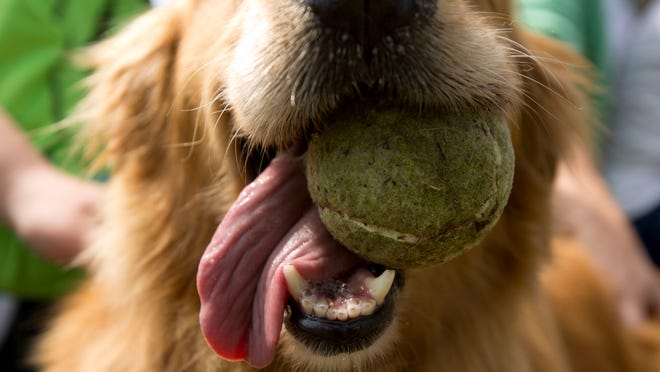 One of the things Sky, the Golden Retriever learned while in foster care was how to play catch. Sky was saved from a South Korean meat farm.