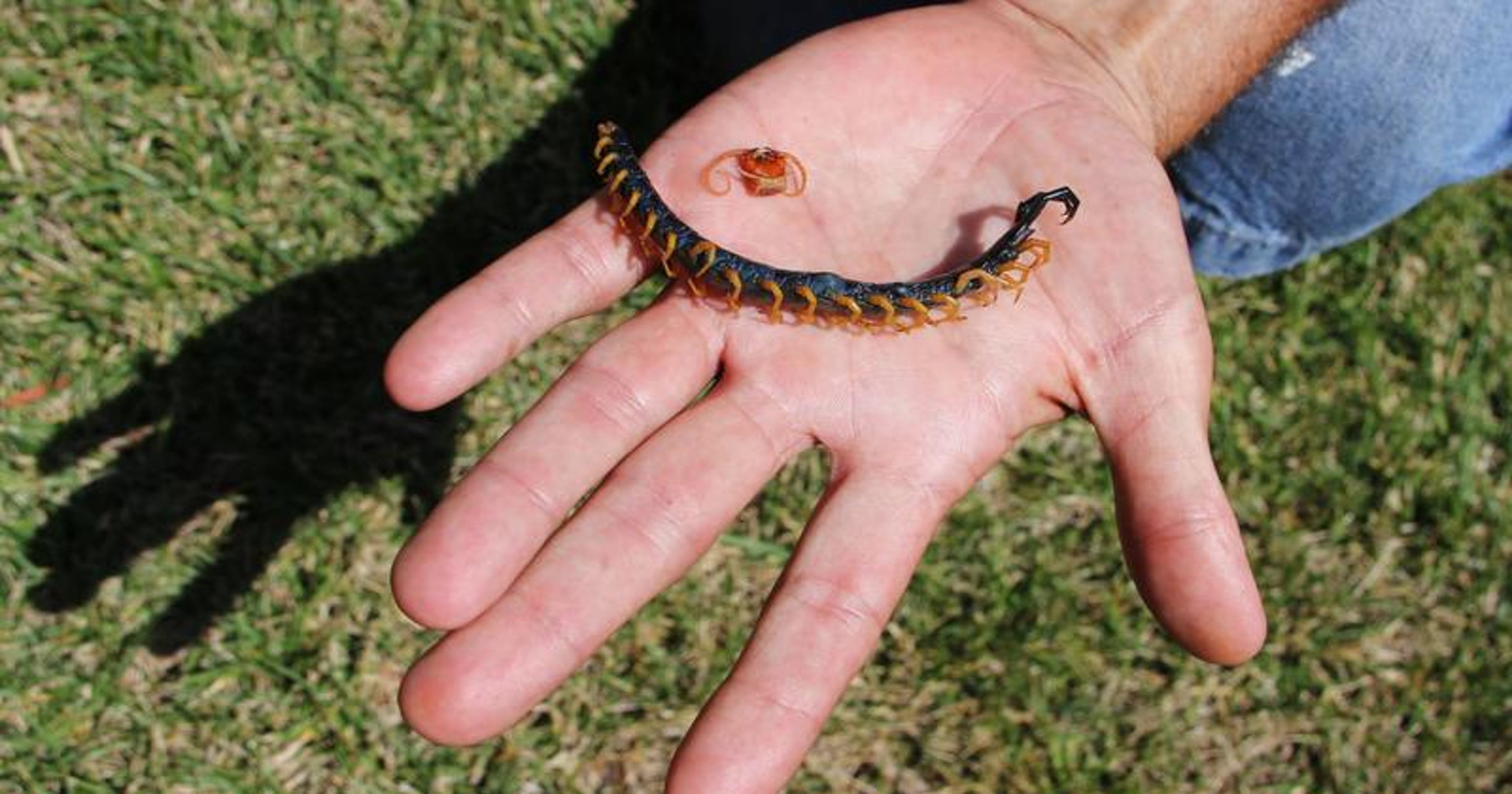 Venomous centipede sends Springfield man to hospital — Bite 'like a hot