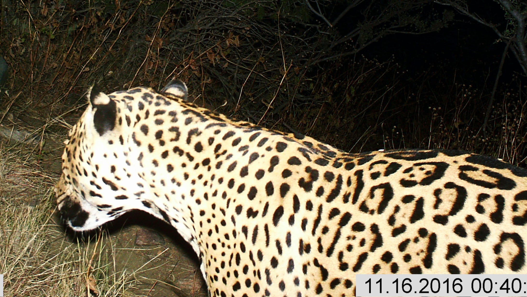 Rare Jaguar Spotted In Mountains Of Arizona