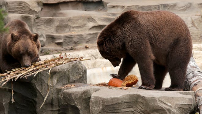For Detroit Zoo Animals Smashing Pumpkins Event Is Fun And Healthy For Detroit Zoo Animals Smashing Pumpkins Event Is Fun And Healthy