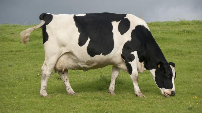 
Holstein cow.
