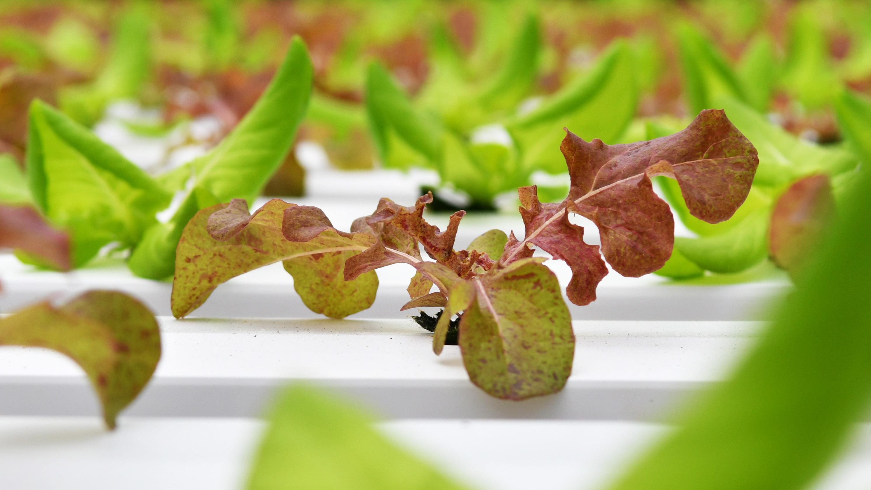 High Tech Hydroponic Lettuce Company Will Grow 100 Yancey County Jobs
