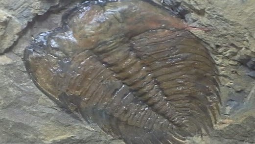 Dig into the most fossiliferous formation in southeastern Pa.