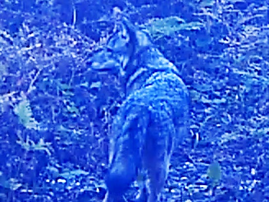 This screen-grab from a trail cam video was the only